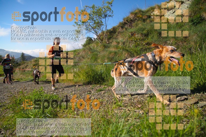 Esport Foto - Esportfoto .CAT - Fotos de Canicross Batega al Bac 2017 - Dorsal [925] -   1495374605_00142.jpg
