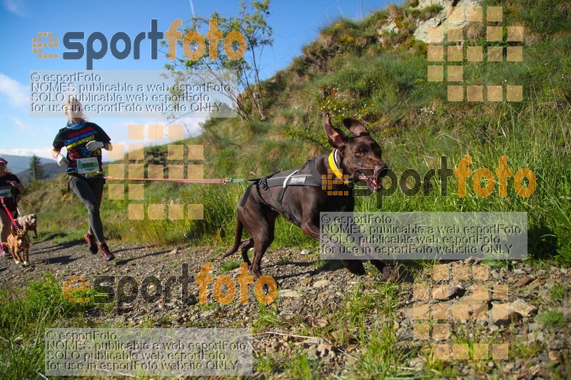 Esport Foto - Esportfoto .CAT - Fotos de Canicross Batega al Bac 2017 - Dorsal [905] -   1495374610_00144.jpg