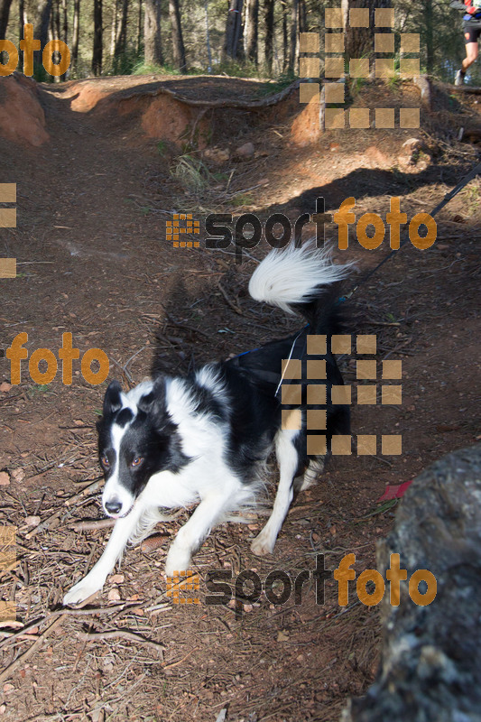 Esport Foto - Esportfoto .CAT - Fotos de 90 Canicross i Cursa Eramprunyà 2015 - Dorsal [0] -   1424643122_0496.jpg